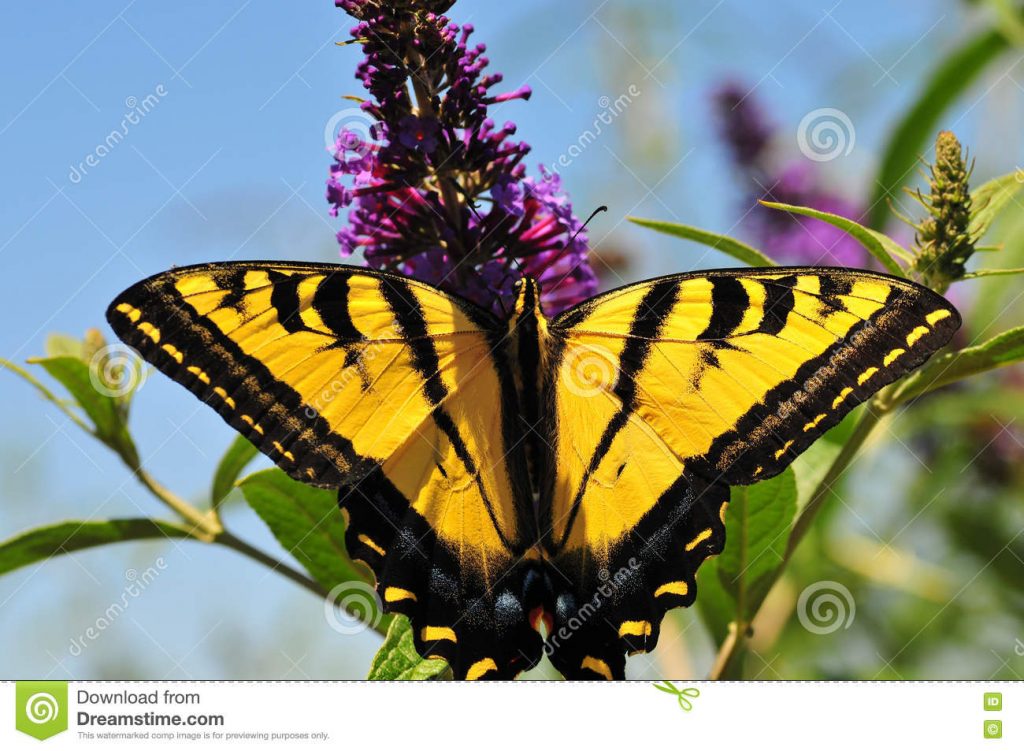 Western Tiger Swallowtail Butterfly by Katharina Notarianni
