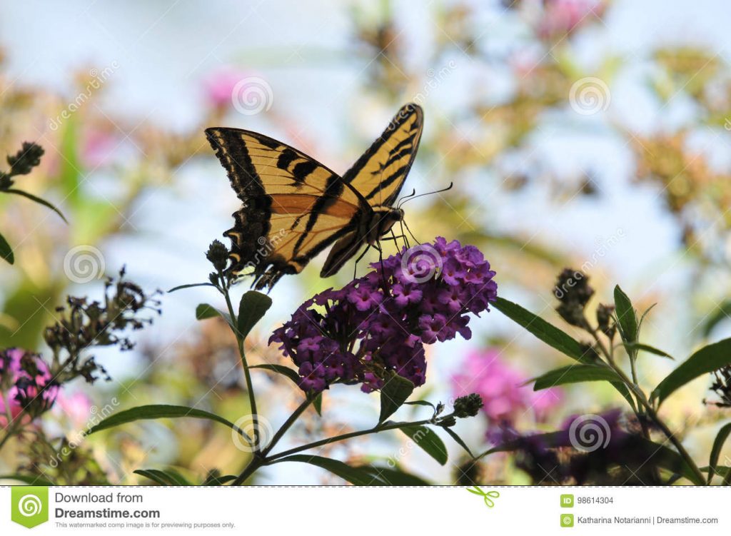 Popular butterfly photos by John and Katharina Notarianni on Dreamstime
