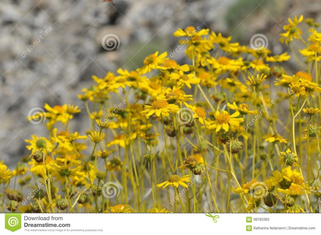 Wildflowers blooming in Borrego Springs desert by John and Katharina Notarianni
