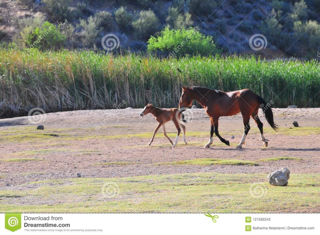'Salt River Wild Horses' series by HTB Photos