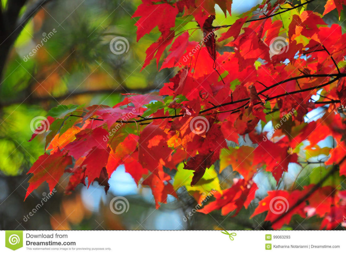 HTBphotos 'Fall Foliage... Autumn Colors' Series by John and Katharina Notarianni available on Dreamstime.com