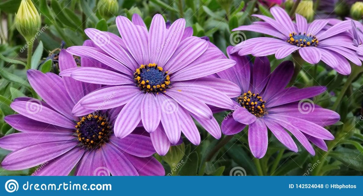 HTBphotos ‘Spring’ Series available exclusively on Dreamstime