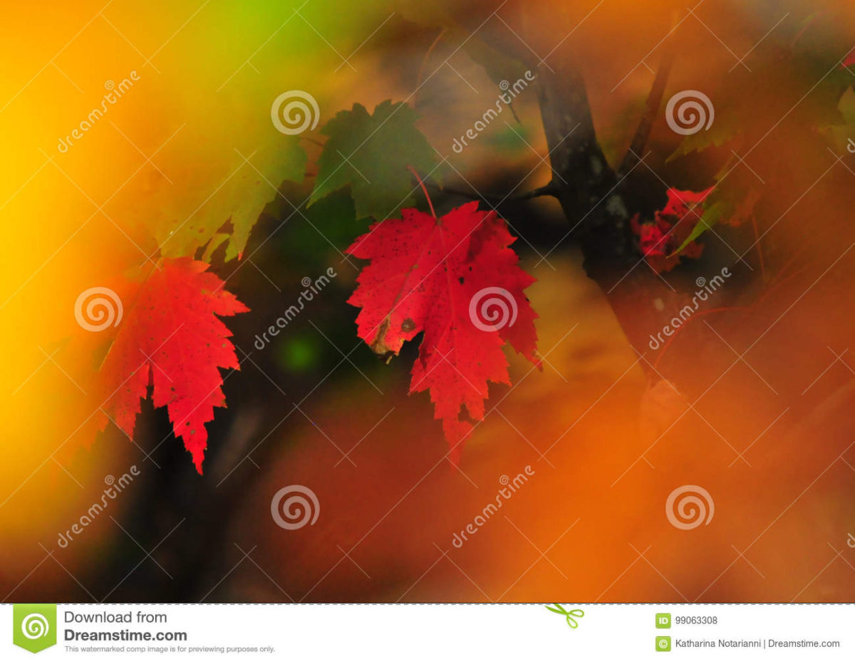 Autumn Colors – Fall Foliage series by HTBphotos