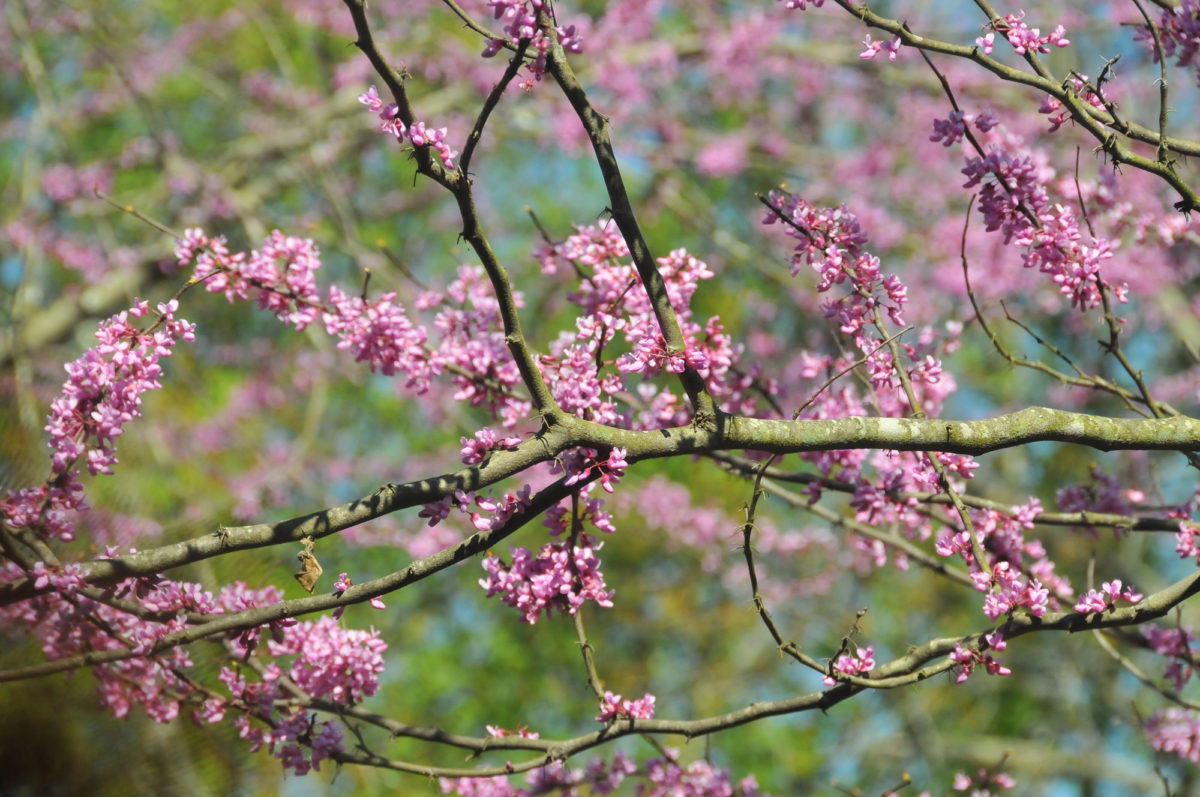 HTBphotos Spring Blossoms Series on Dreamstime
