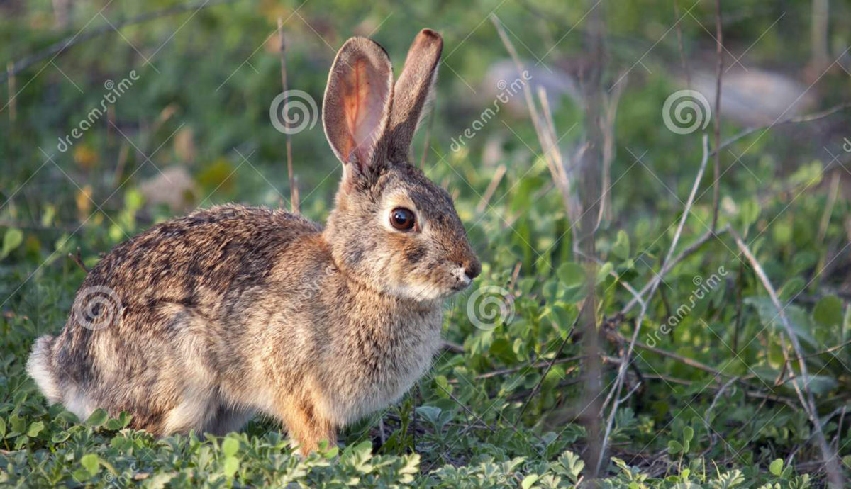 HTBphotos presents the ‘Easter Bunny Series’ of stock photos
