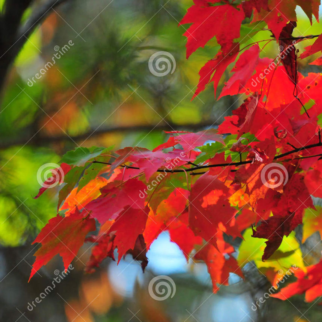HTBphotos fall foliage series available on Dreamstime